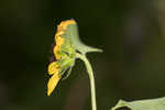 Cucumberleaf sunflower 